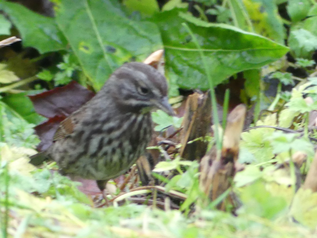 Song Sparrow - ML646378308