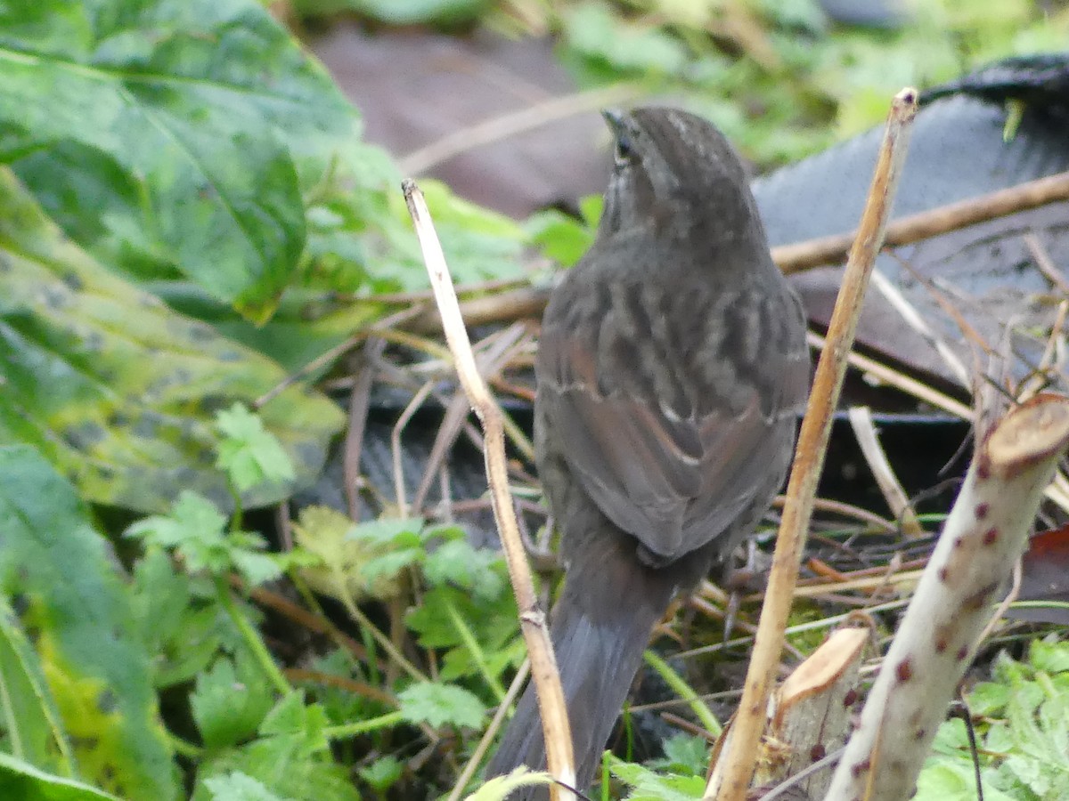 Song Sparrow - ML646378309
