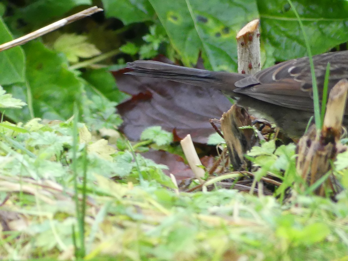 Song Sparrow - ML646378310