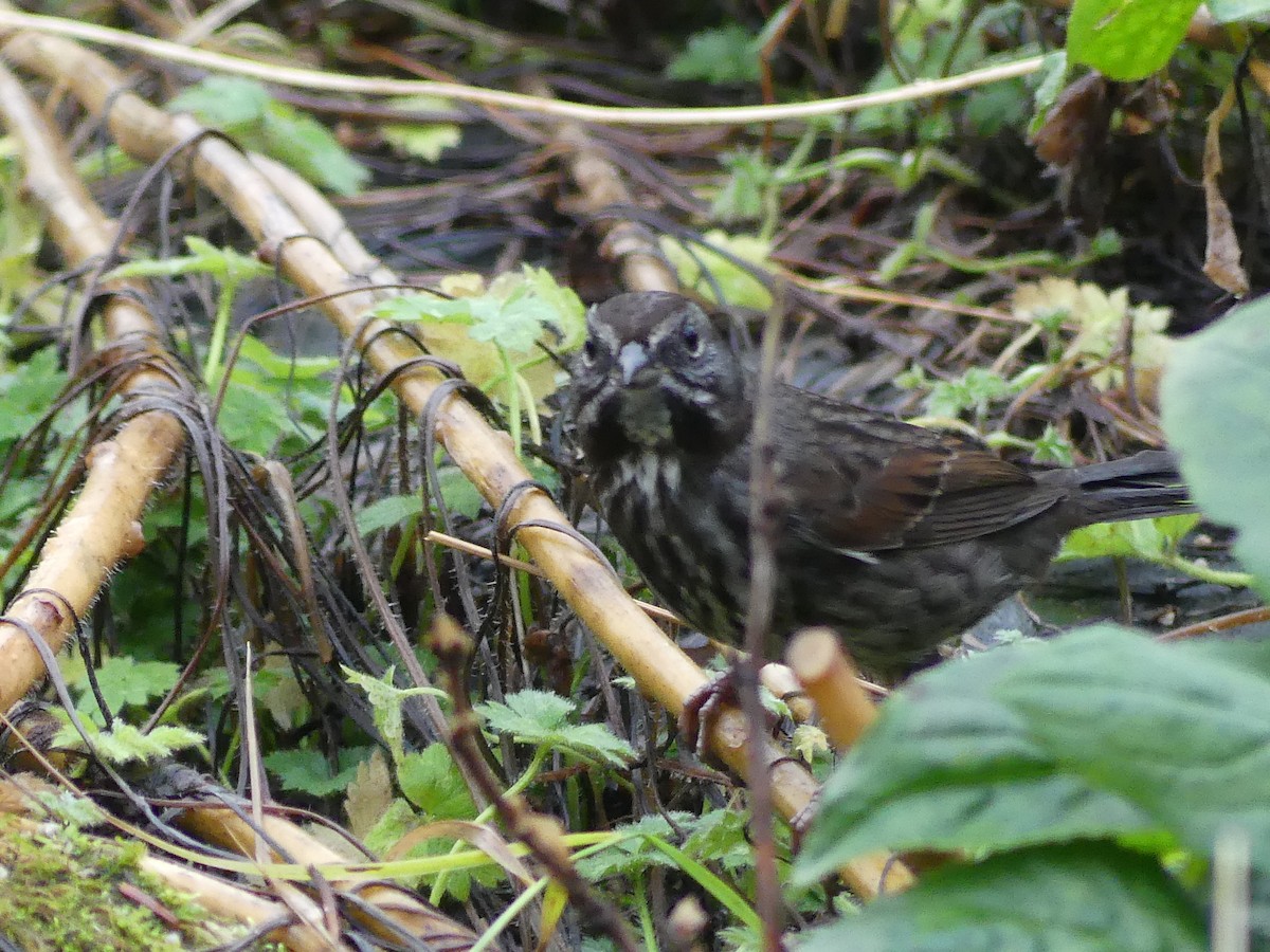 Song Sparrow - ML646378312
