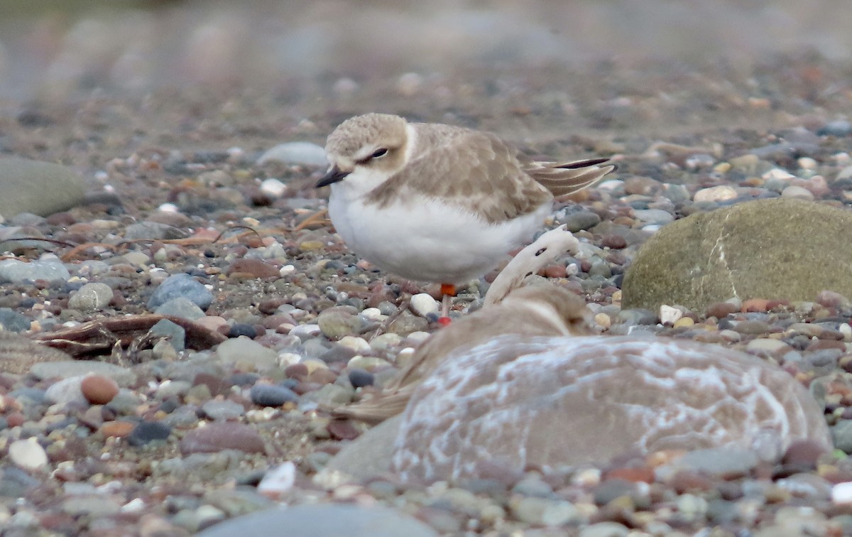 Snowy Plover - ML646378313