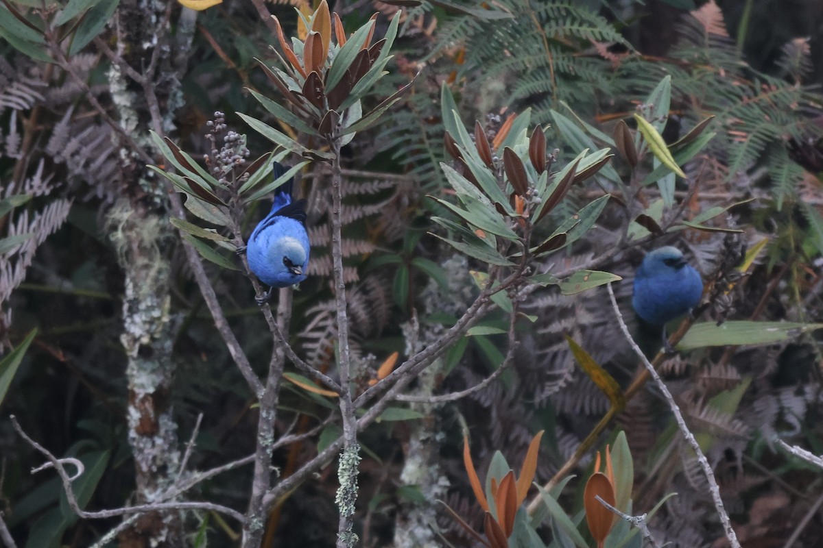 Blue-and-black Tanager - ML646378314