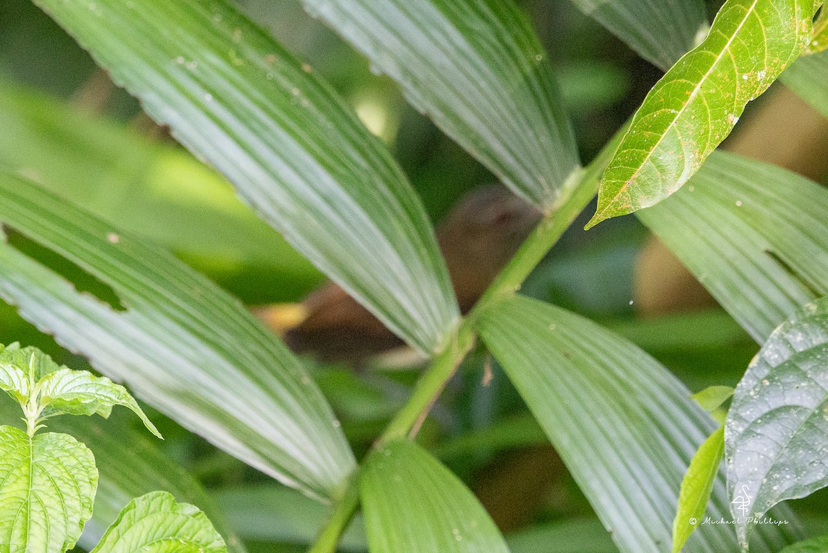 Bright-rumped Attila - ML646378315