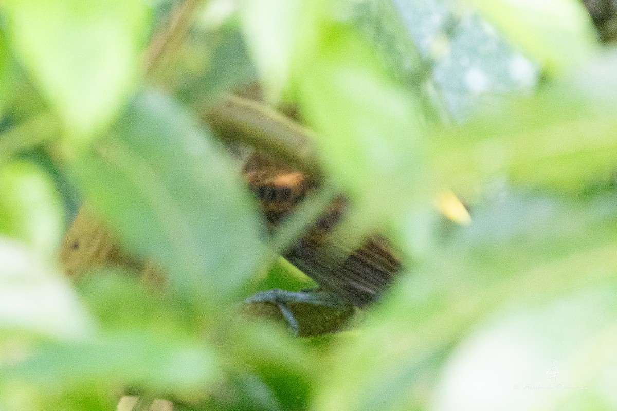 Bright-rumped Attila - ML646378316