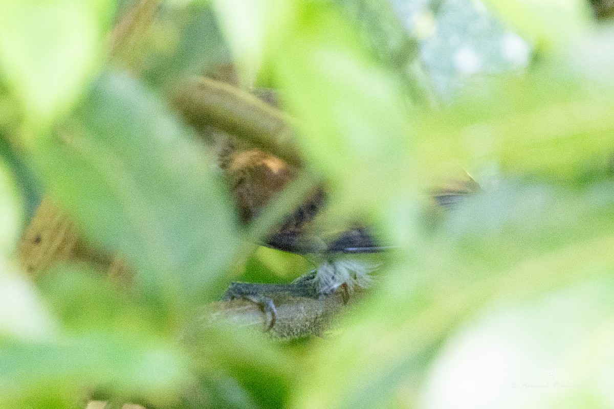 Bright-rumped Attila - ML646378317