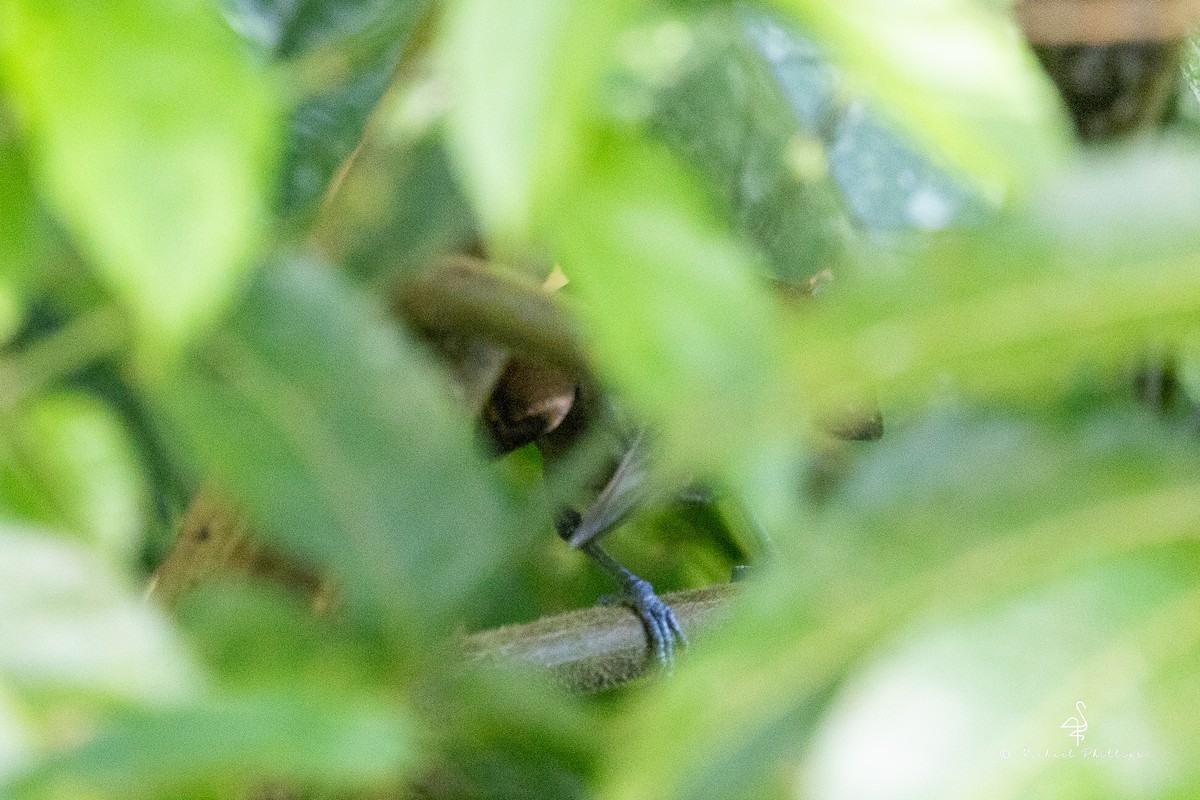 Bright-rumped Attila - ML646378318