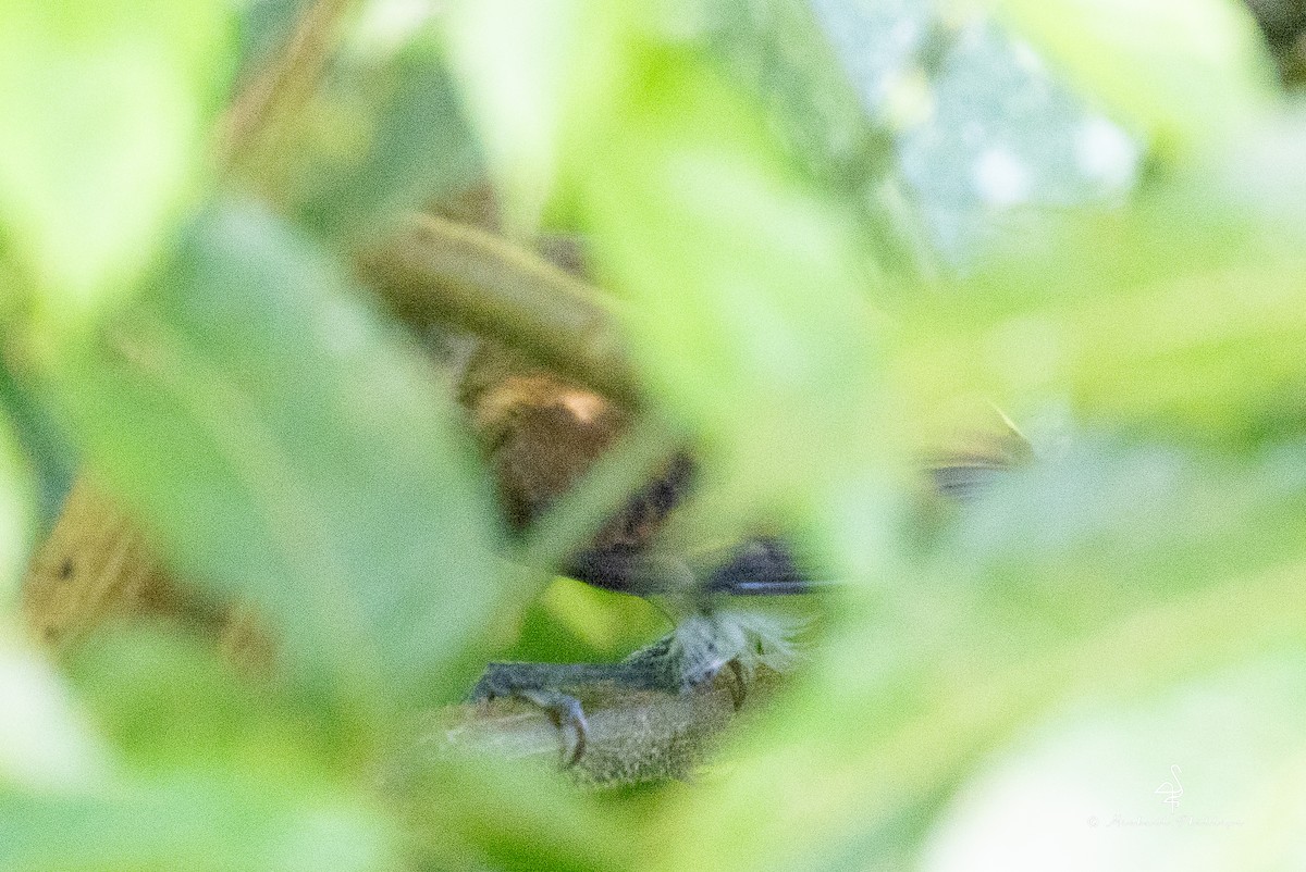 Bright-rumped Attila - ML646378319