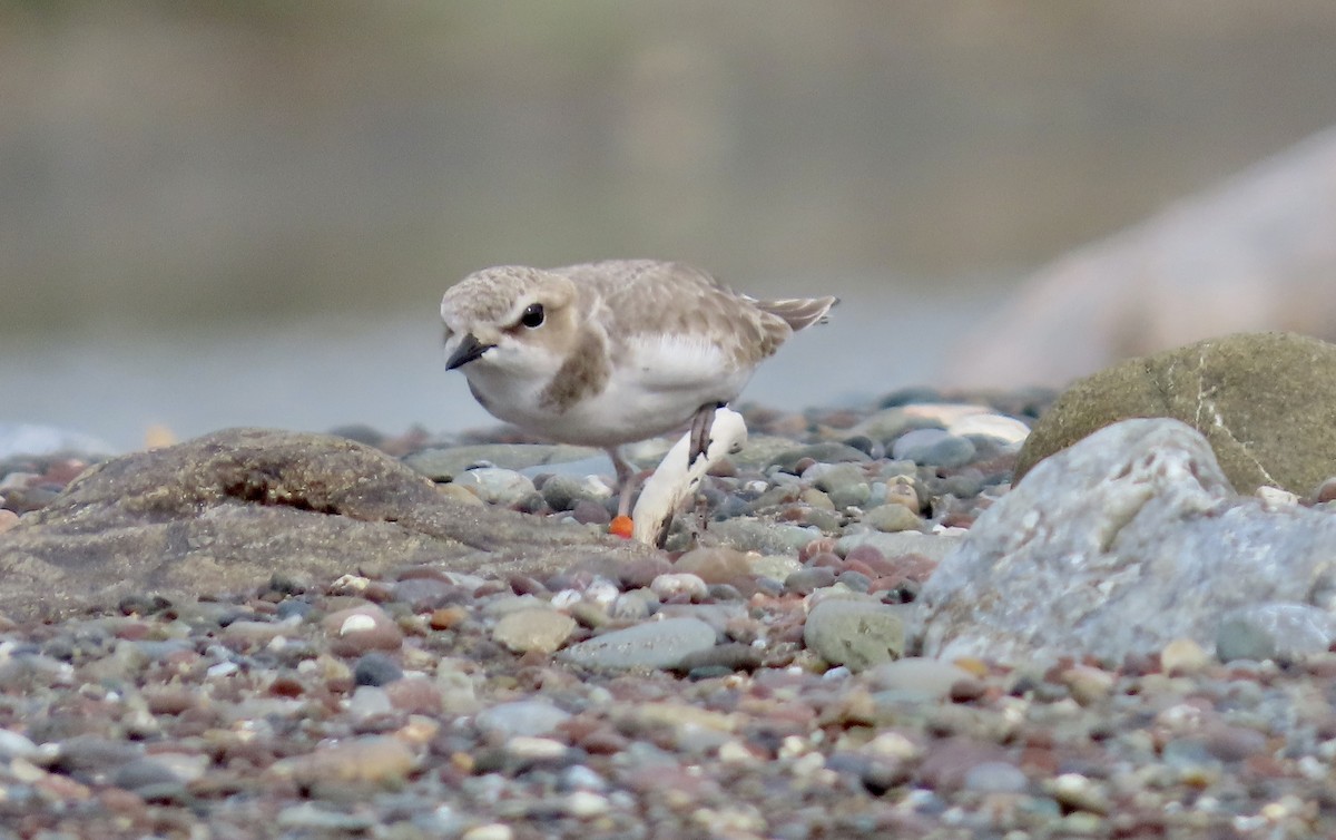 Snowy Plover - ML646378320