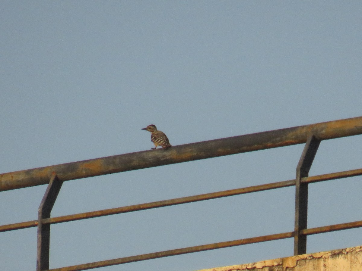 Freckle-breasted Woodpecker - ML646378321