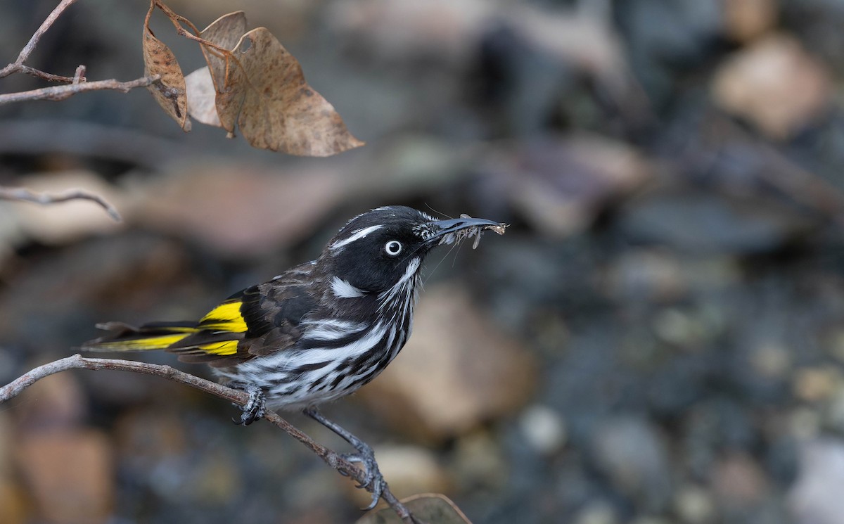New Holland Honeyeater - ML646378322