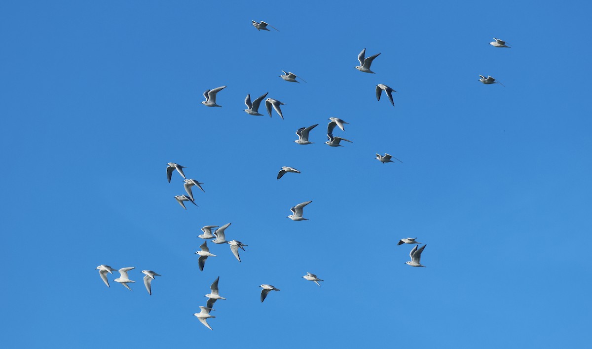 Bonaparte's Gull - ML646378323