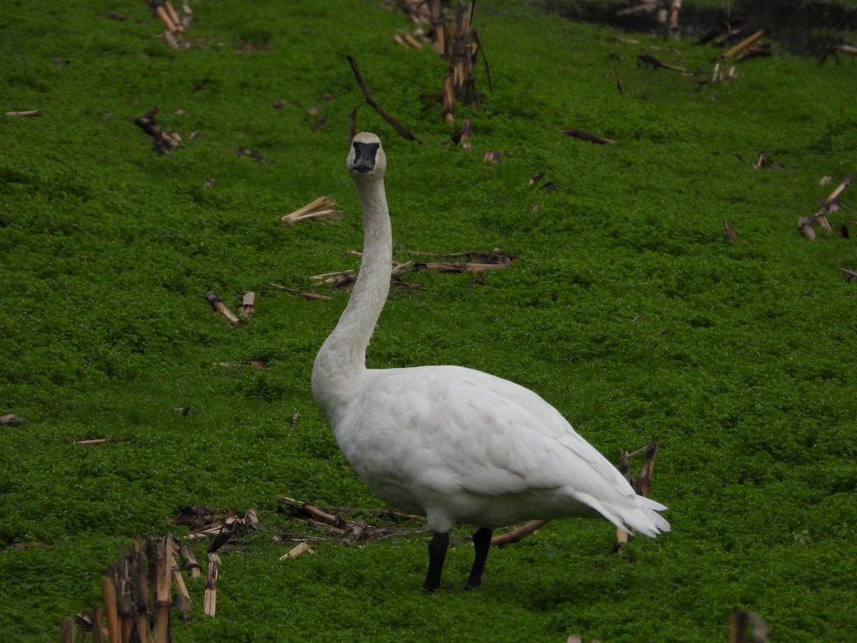 Trumpeter Swan - ML646378324