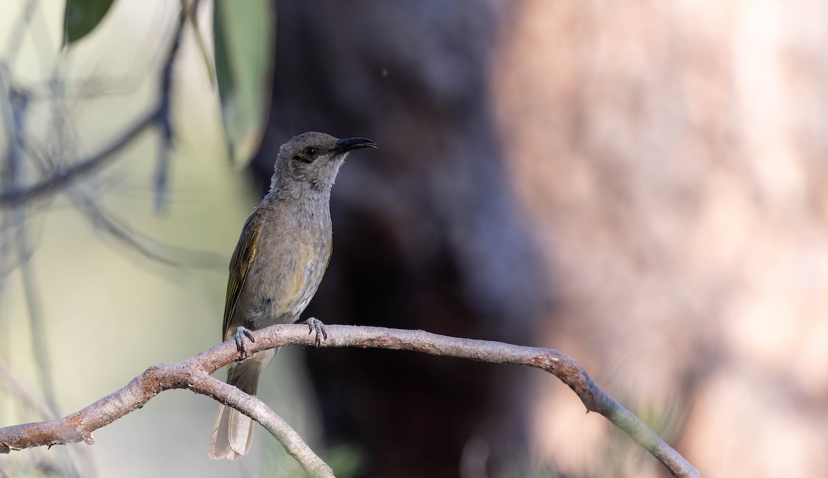 Brown Honeyeater - ML646378325