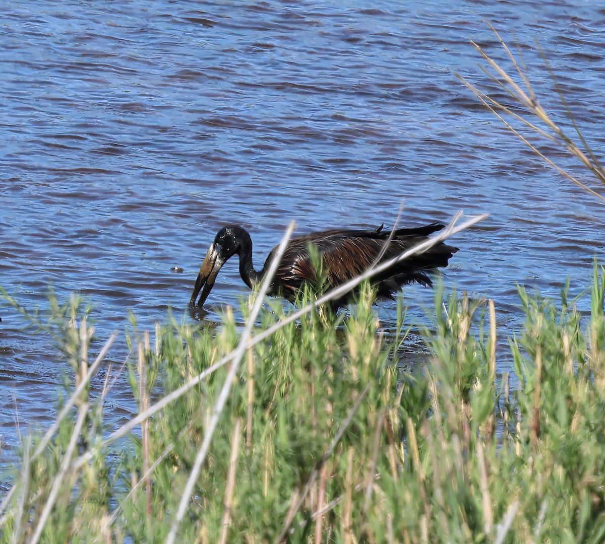African Openbill - ML646378327