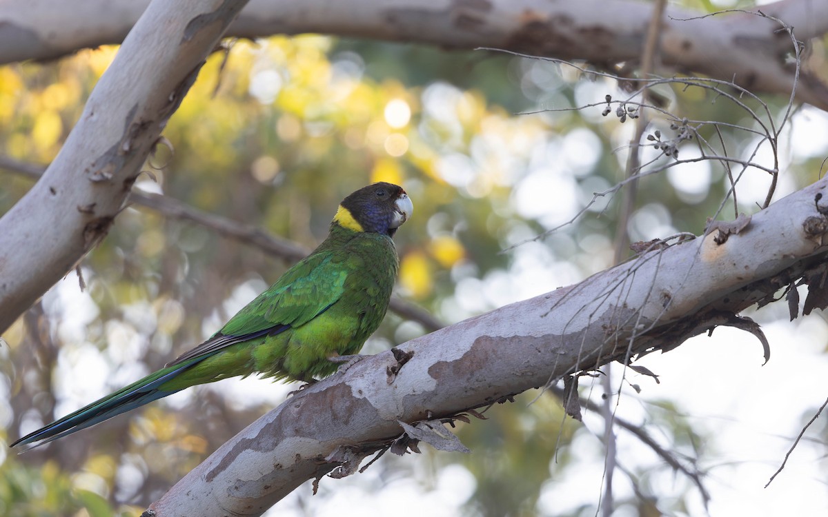 Australian Ringneck (Twenty-eight) - ML646378328