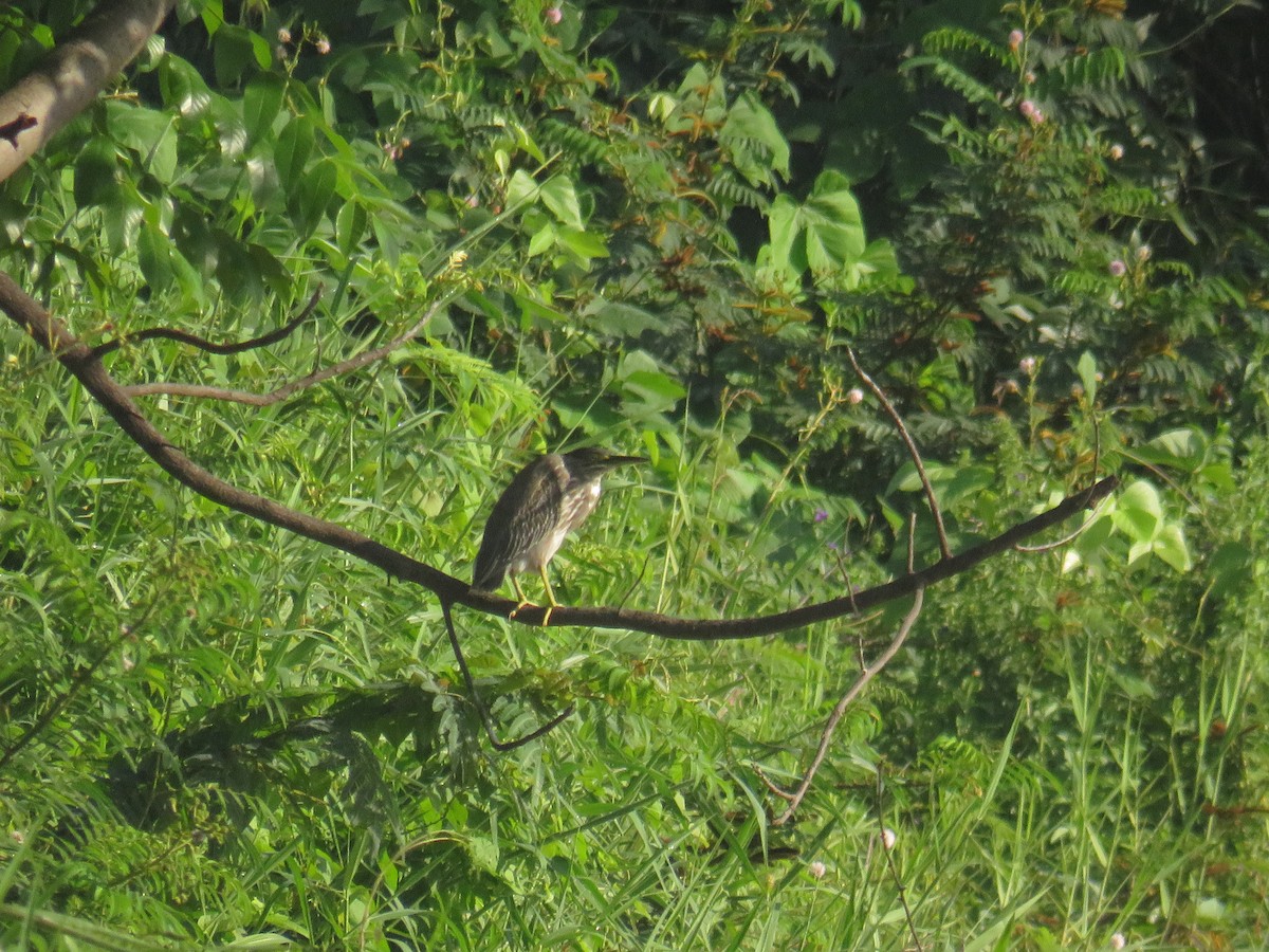 Little Heron - ML646378329