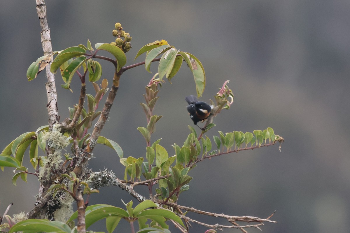 Moustached Flowerpiercer - ML646378330