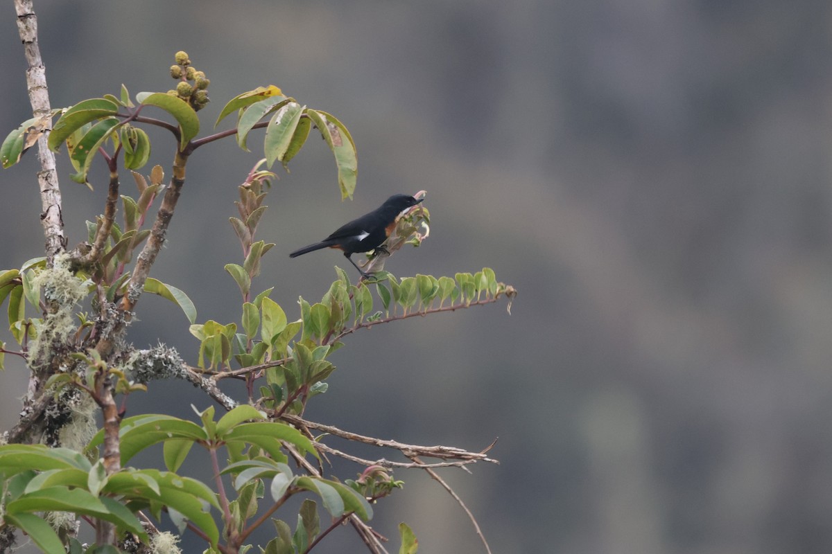 Moustached Flowerpiercer - ML646378331
