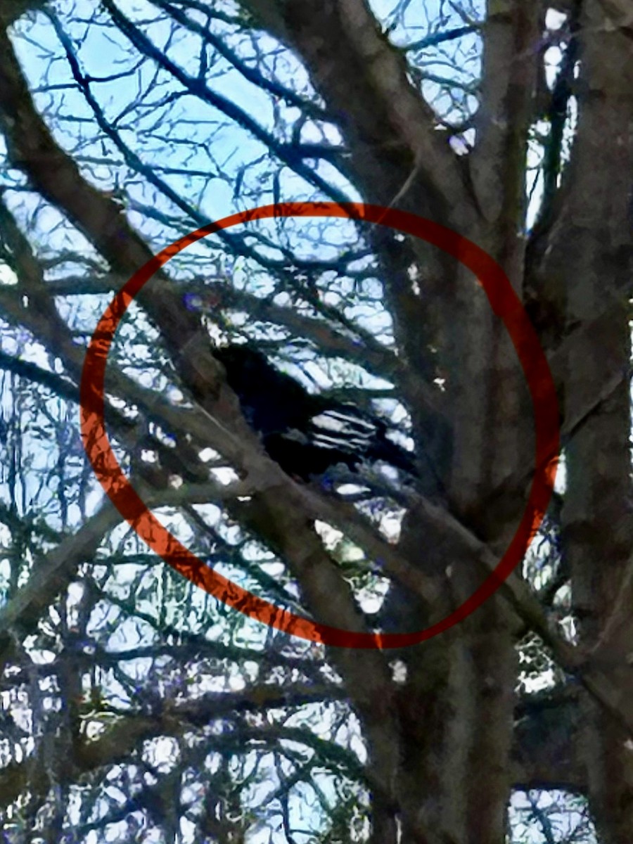 vrána americká - ML646378332