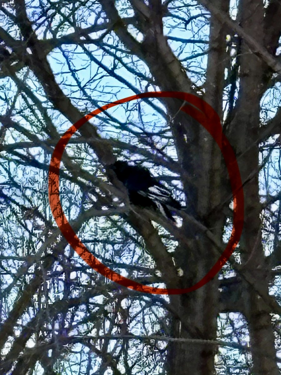 vrána americká - ML646378333