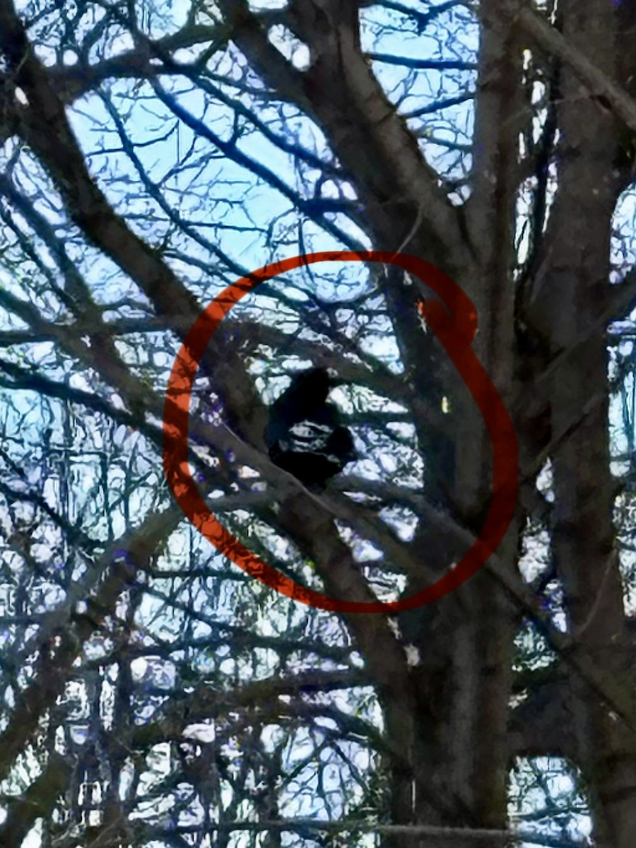 vrána americká - ML646378334