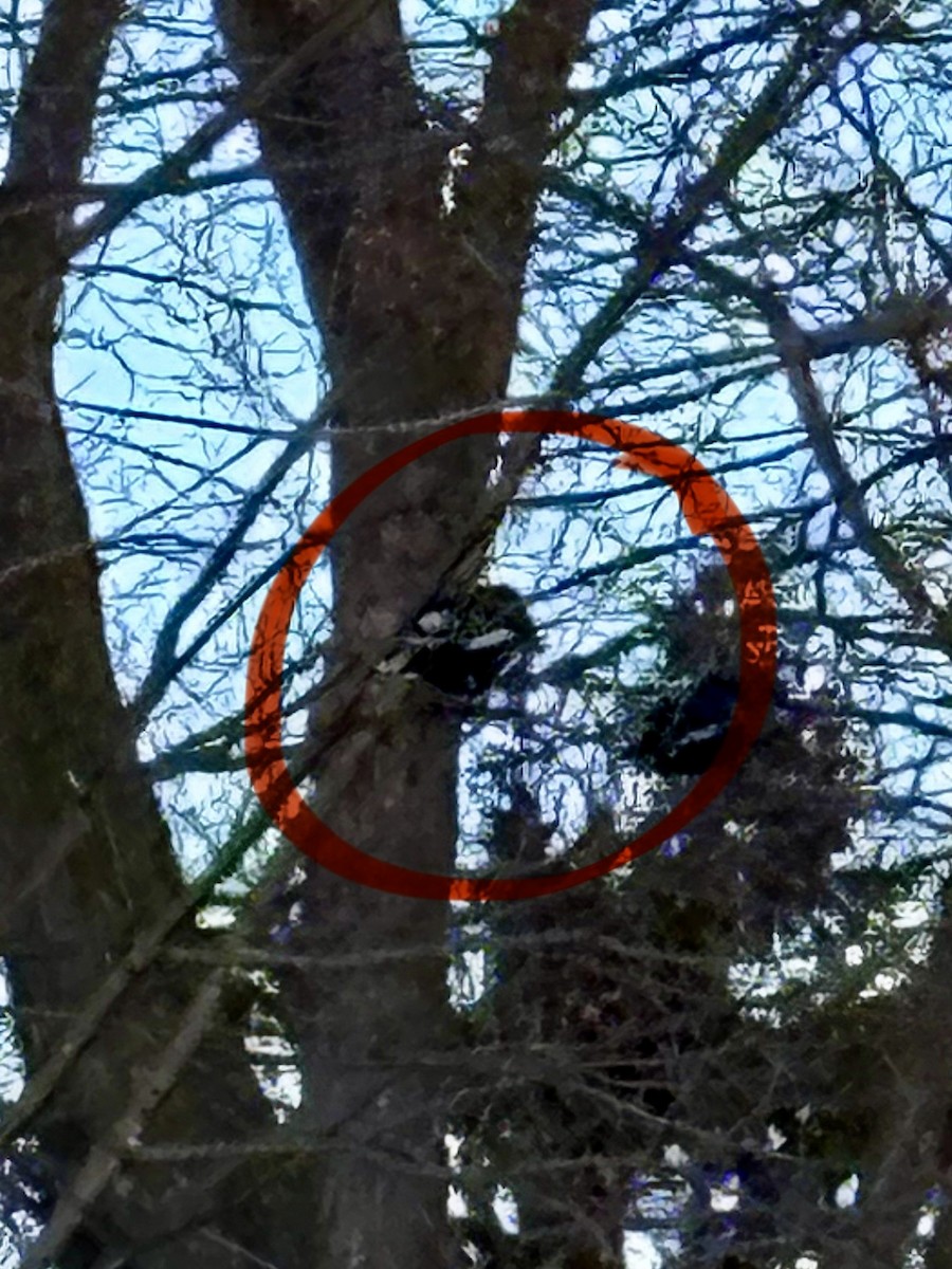 vrána americká - ML646378335