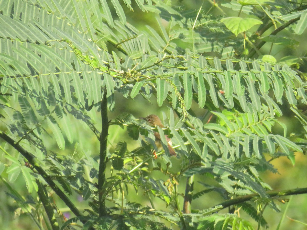 Yellow-bellied Prinia - ML646378336