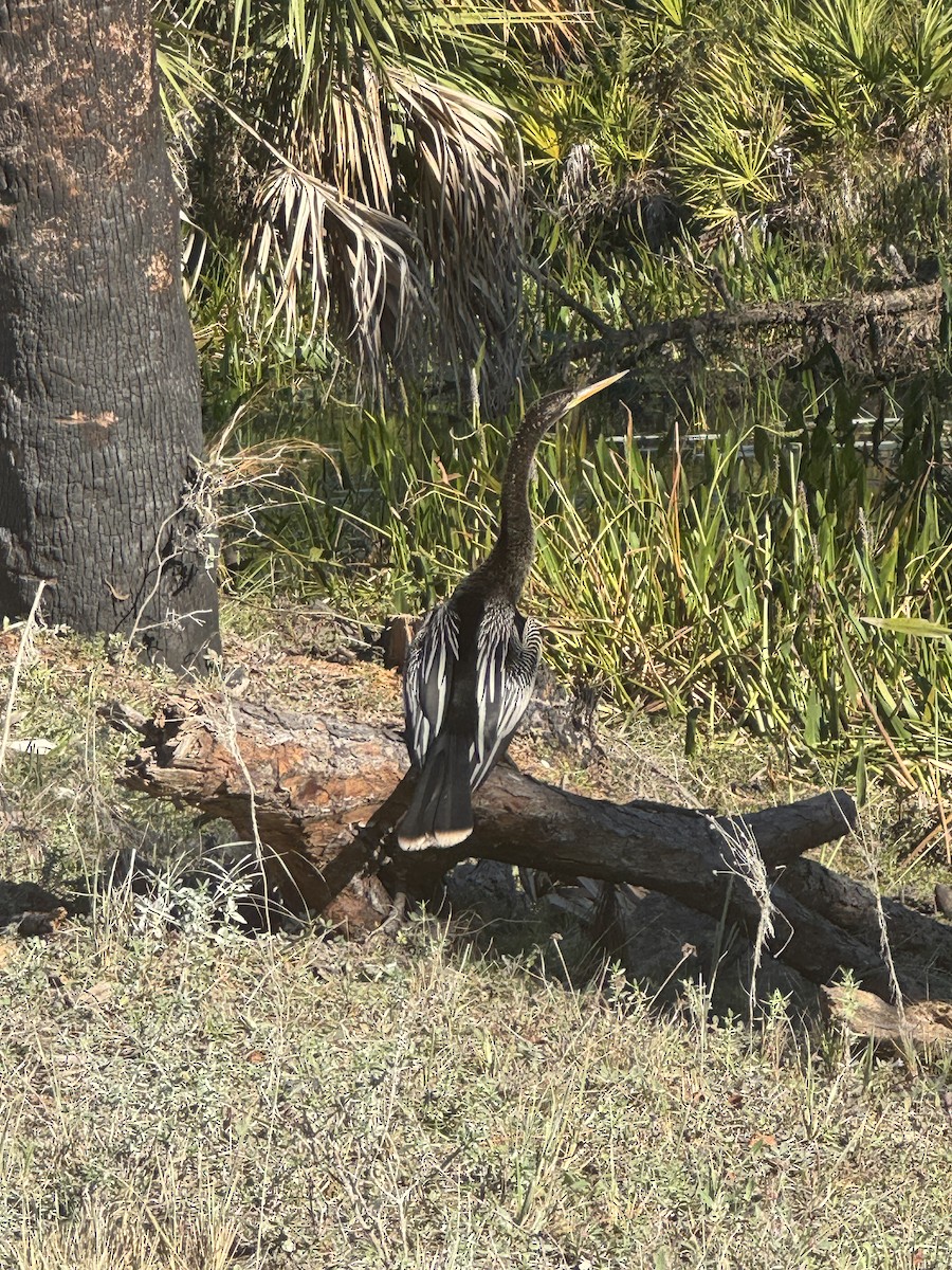 Anhinga - ML646378337