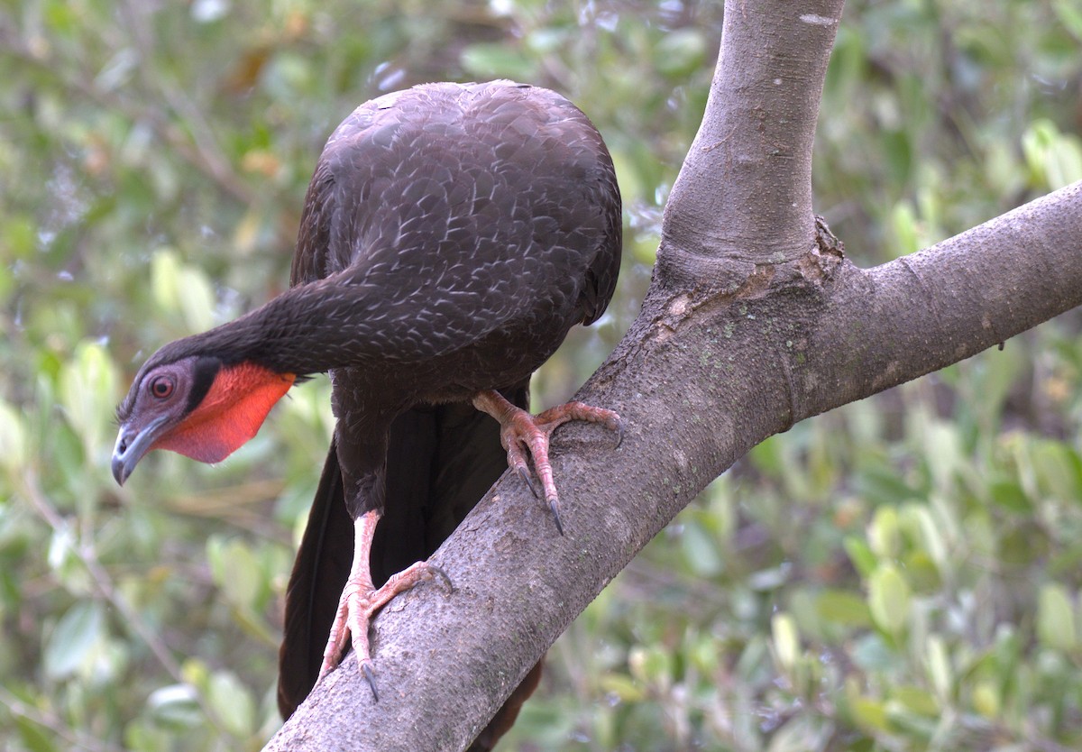 White-winged Guan - ML646378338