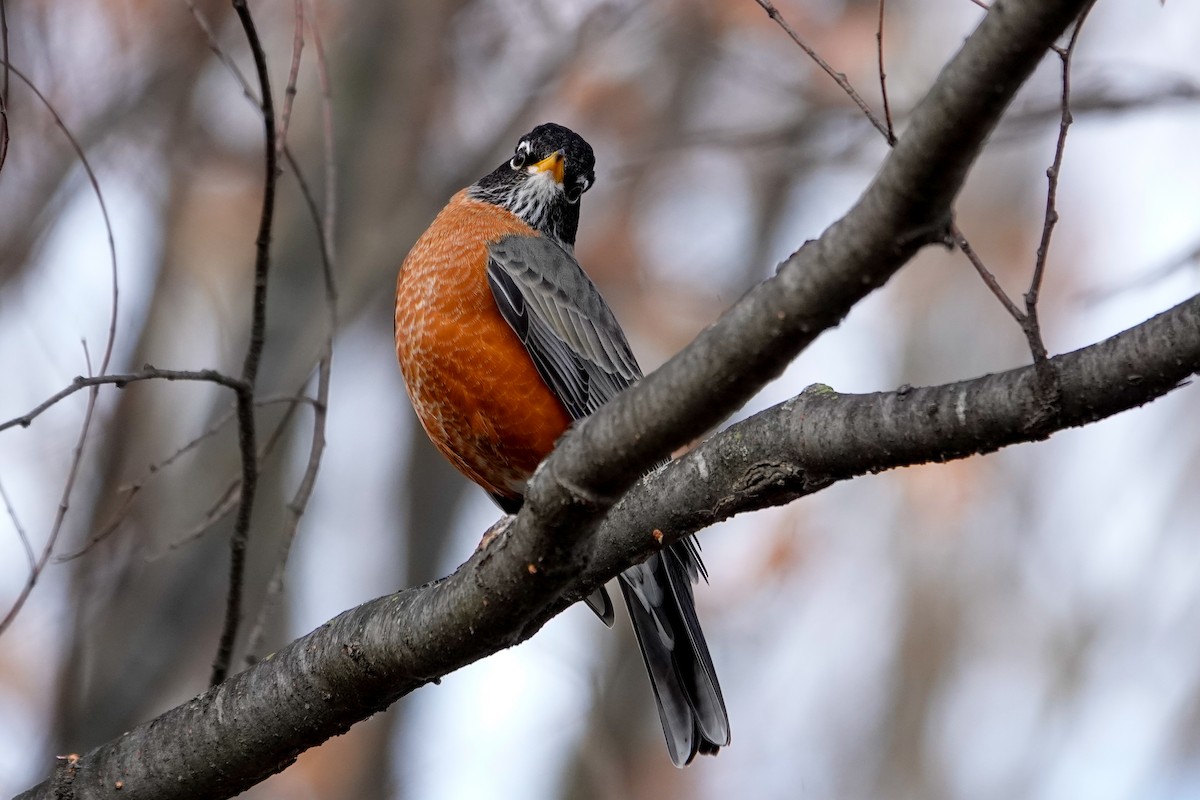 American Robin - ML646378339