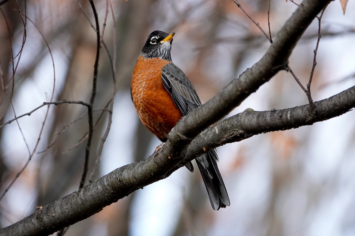 American Robin - ML646378340