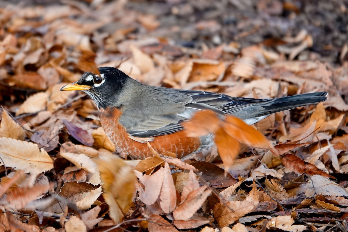 American Robin - ML646378341