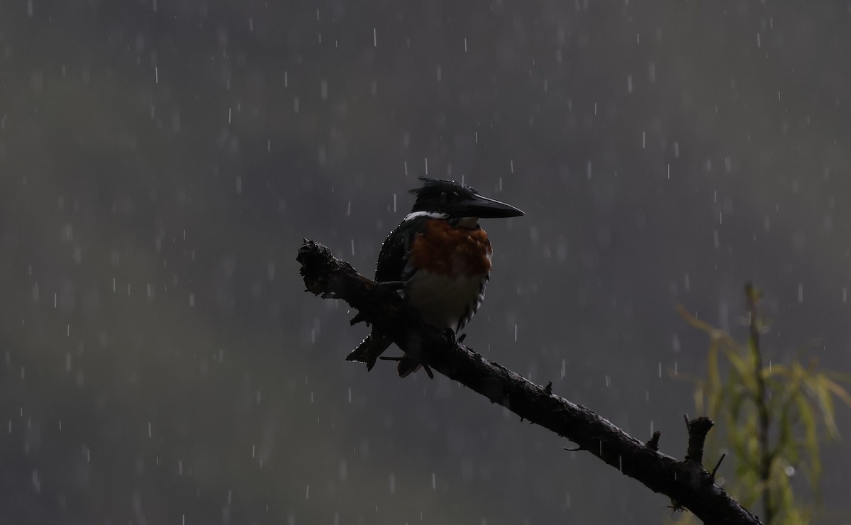 Amazon Kingfisher - ML646378345