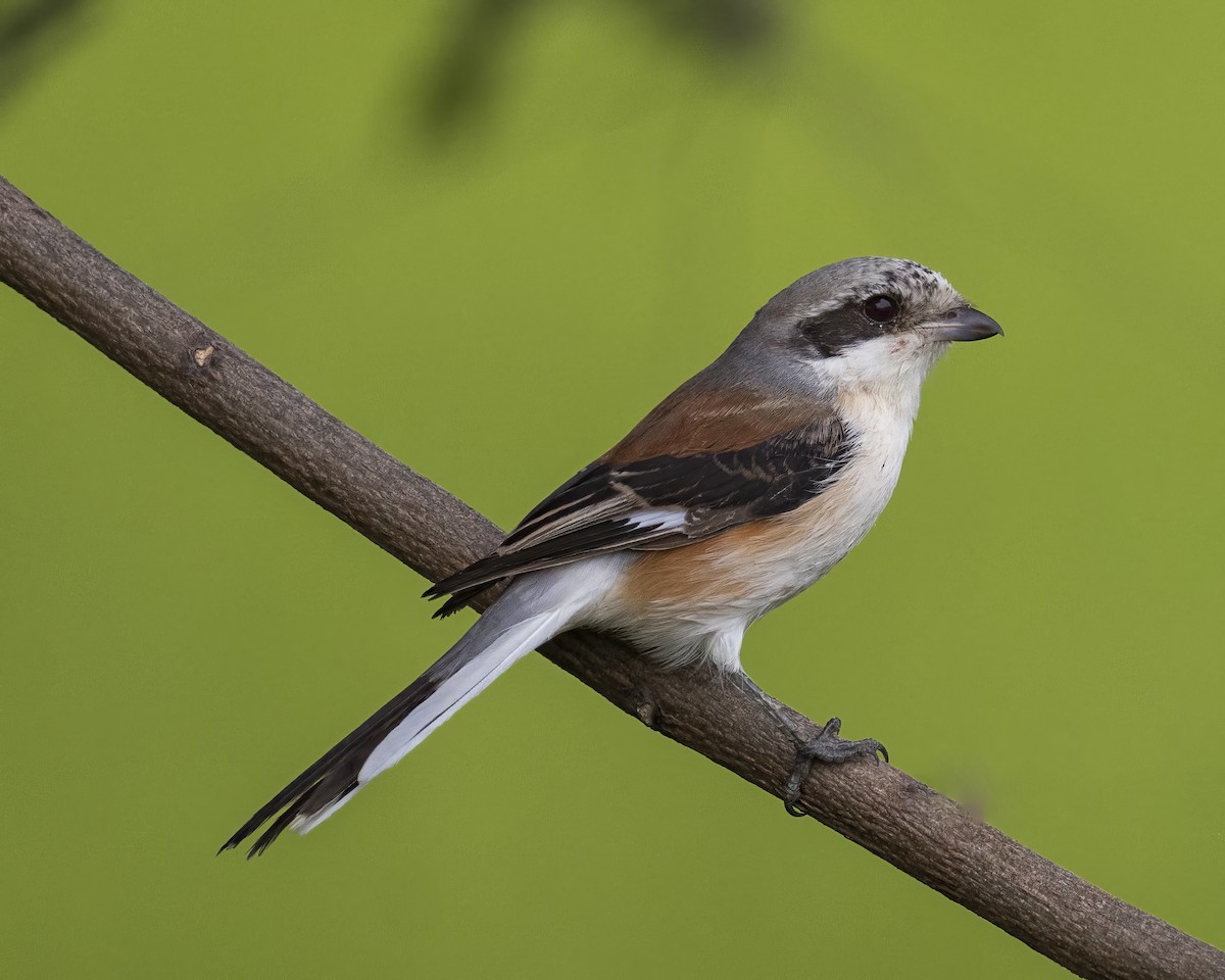 Pie-grièche à bandeau - ML646378346