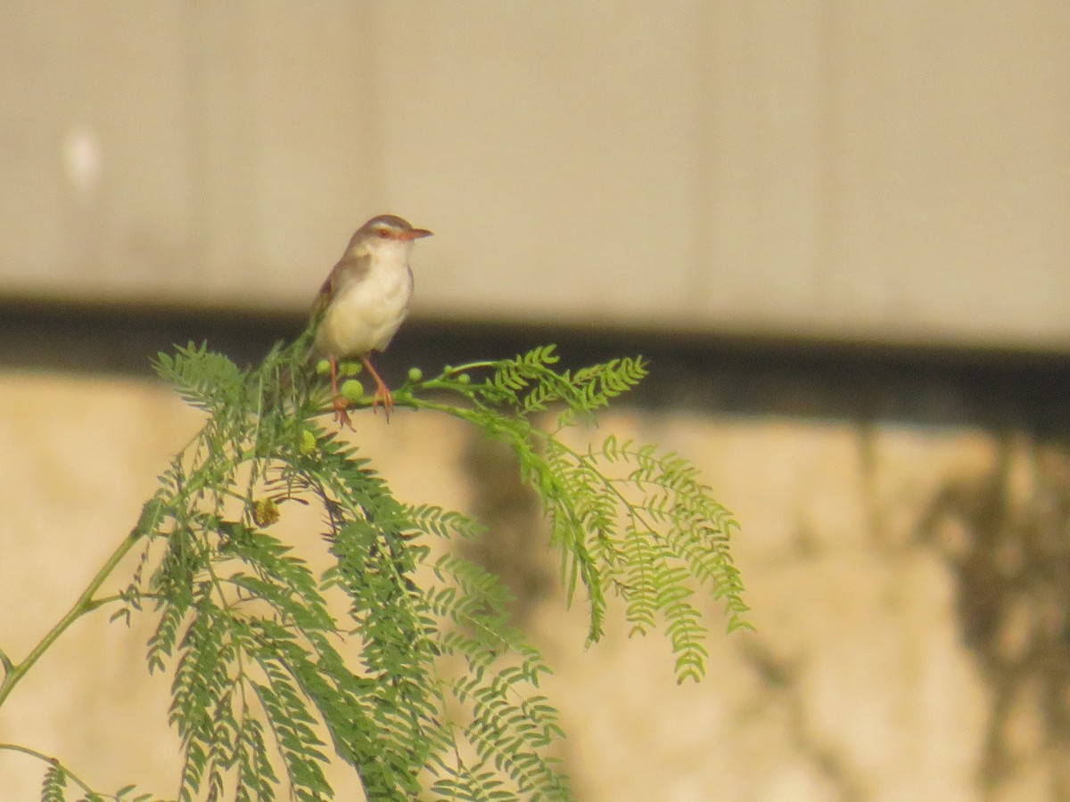 Prinia Sencilla - ML646378347