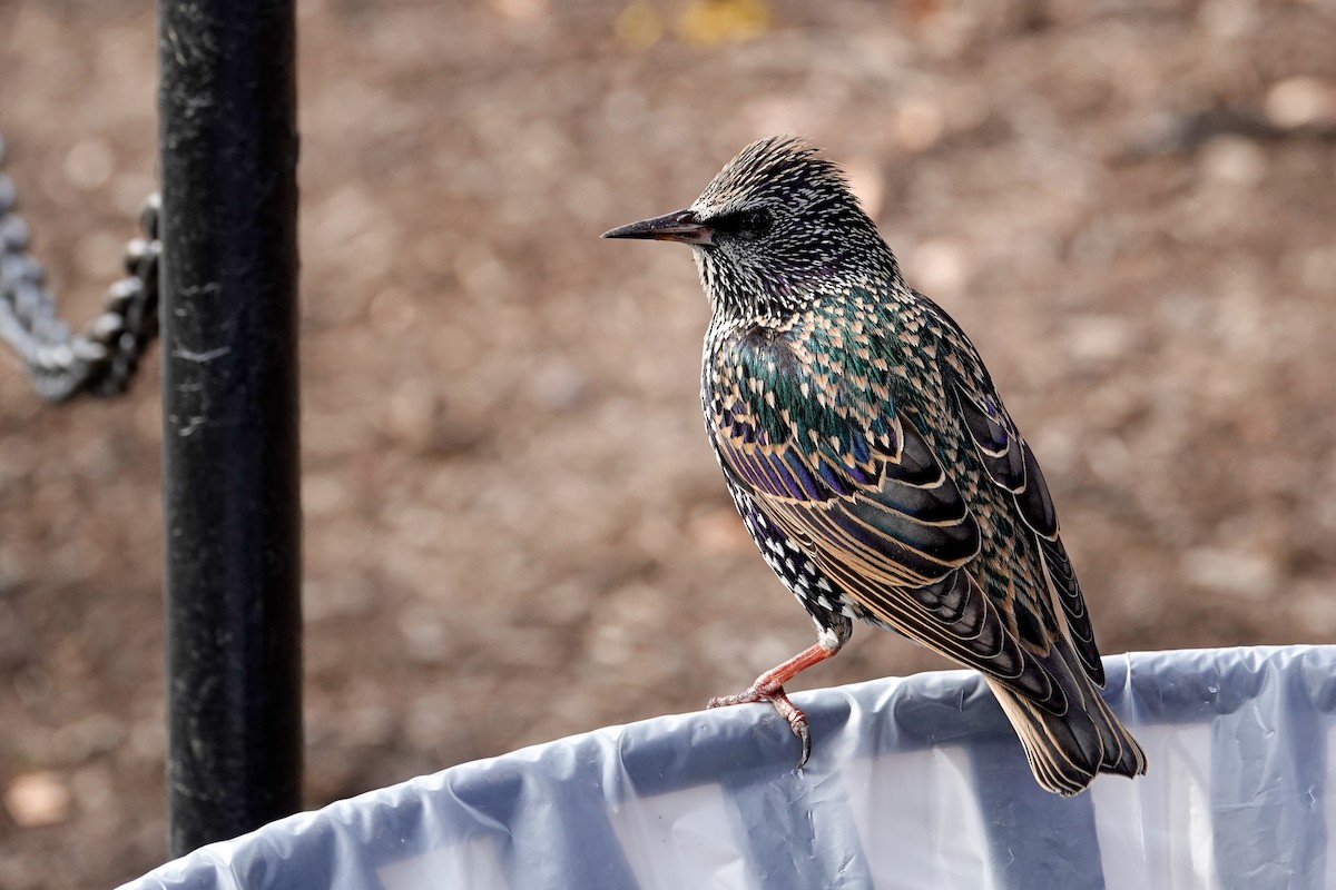 European Starling - ML646378348