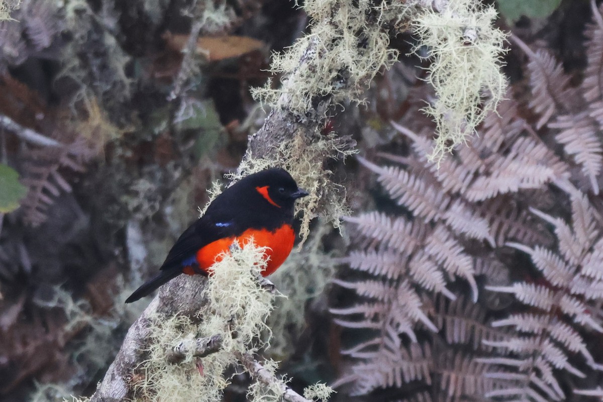 Scarlet-bellied Mountain Tanager - ML646378349