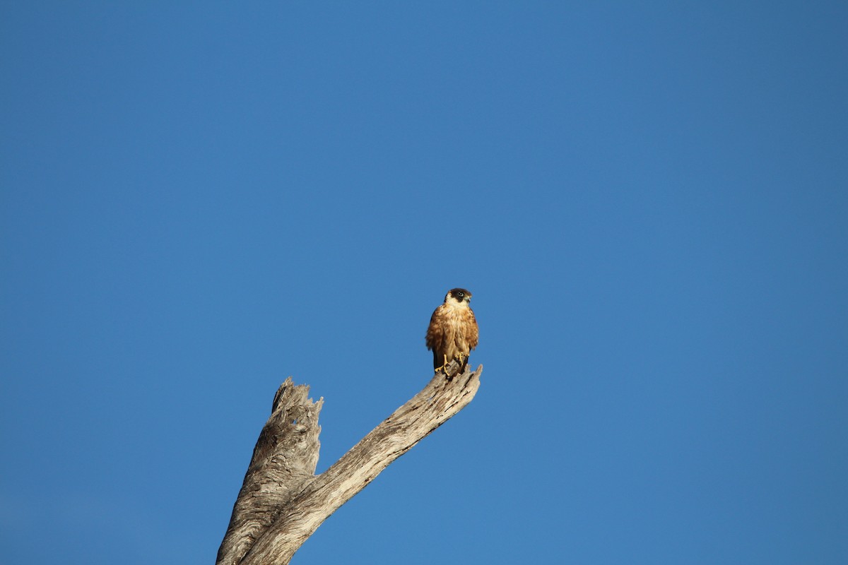 Avustralya Delice Doğanı - ML646378351