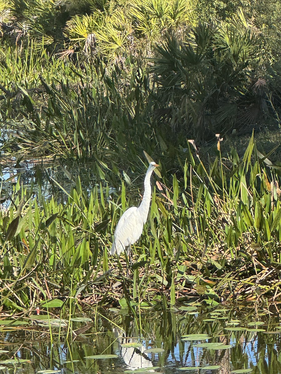 Great Egret - ML646378352