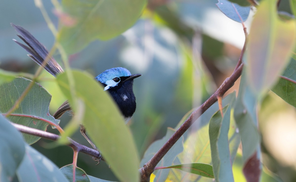 Red-winged Fairywren - ML646378353