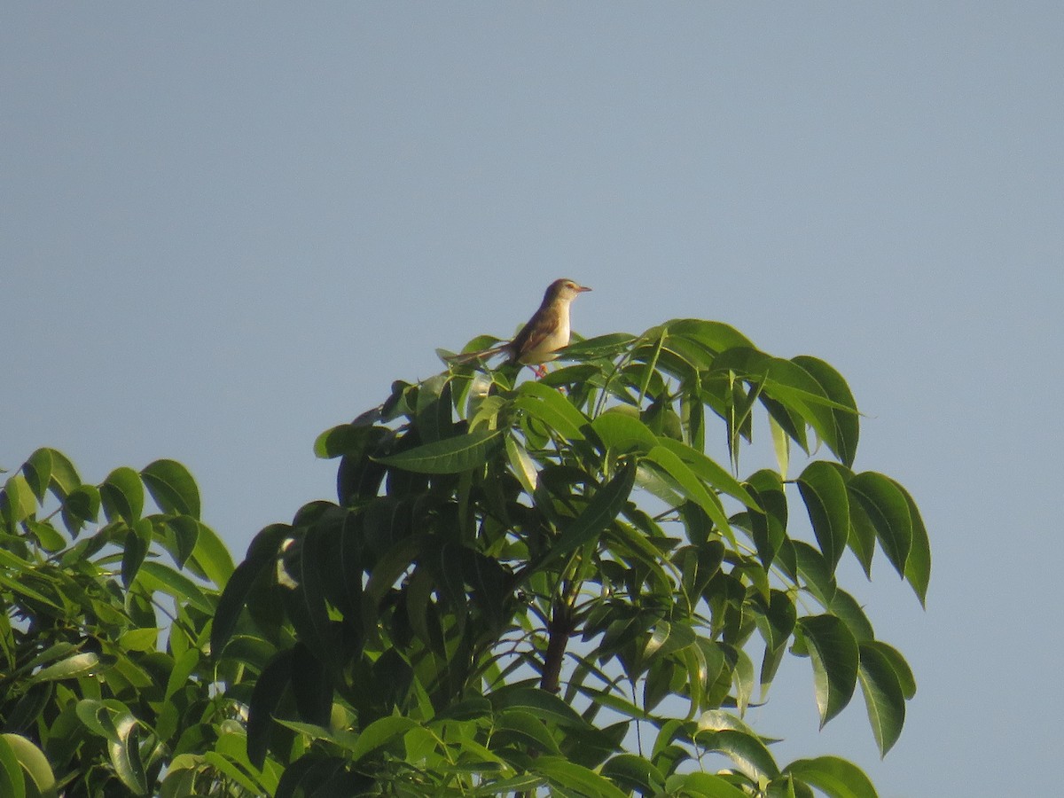 Prinia Sencilla - ML646378354