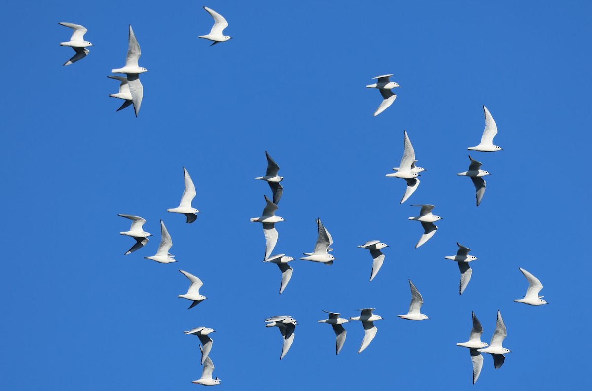 Bonaparte's Gull - ML646378355