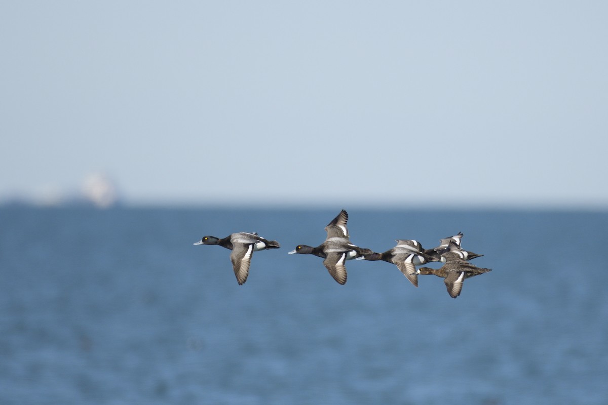 Greater Scaup - ML646378356