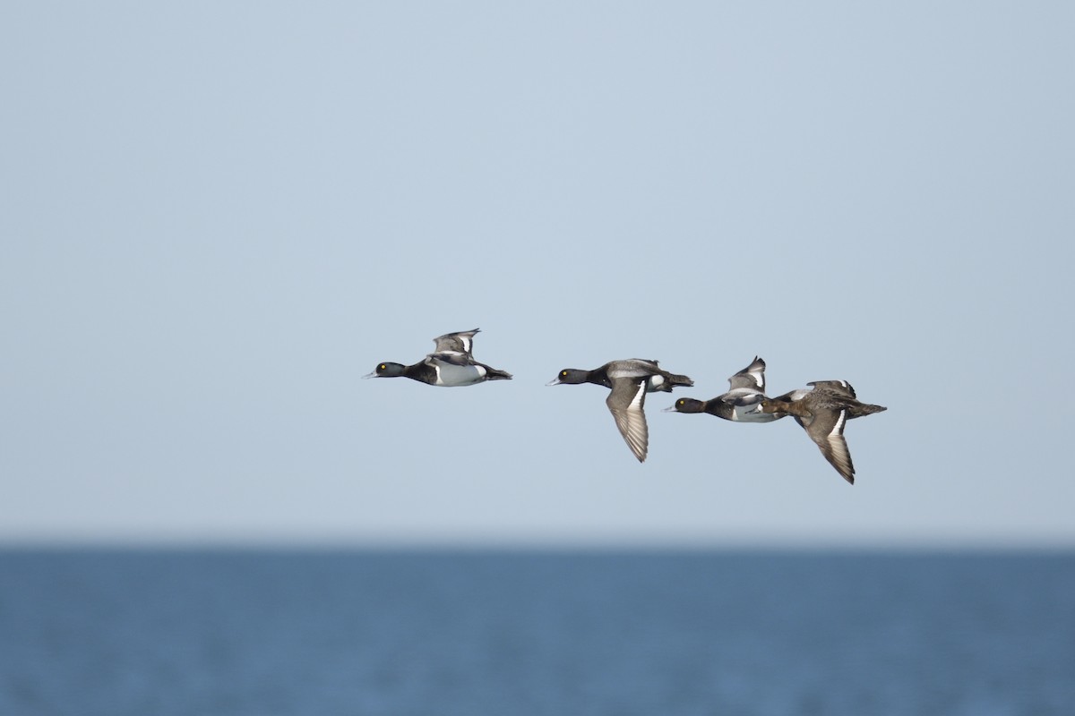 Greater Scaup - ML646378357