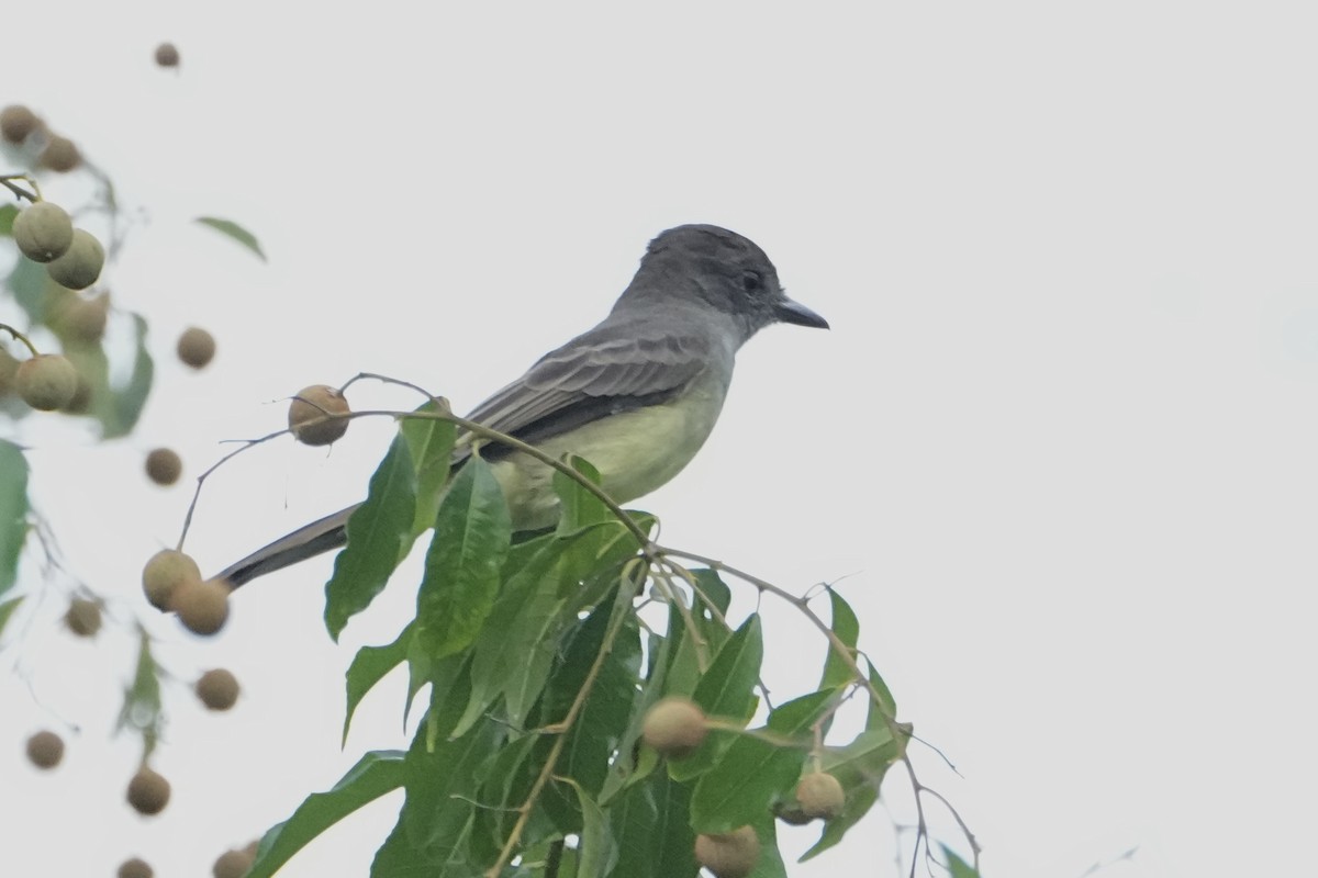 Short-crested Flycatcher - ML646378362