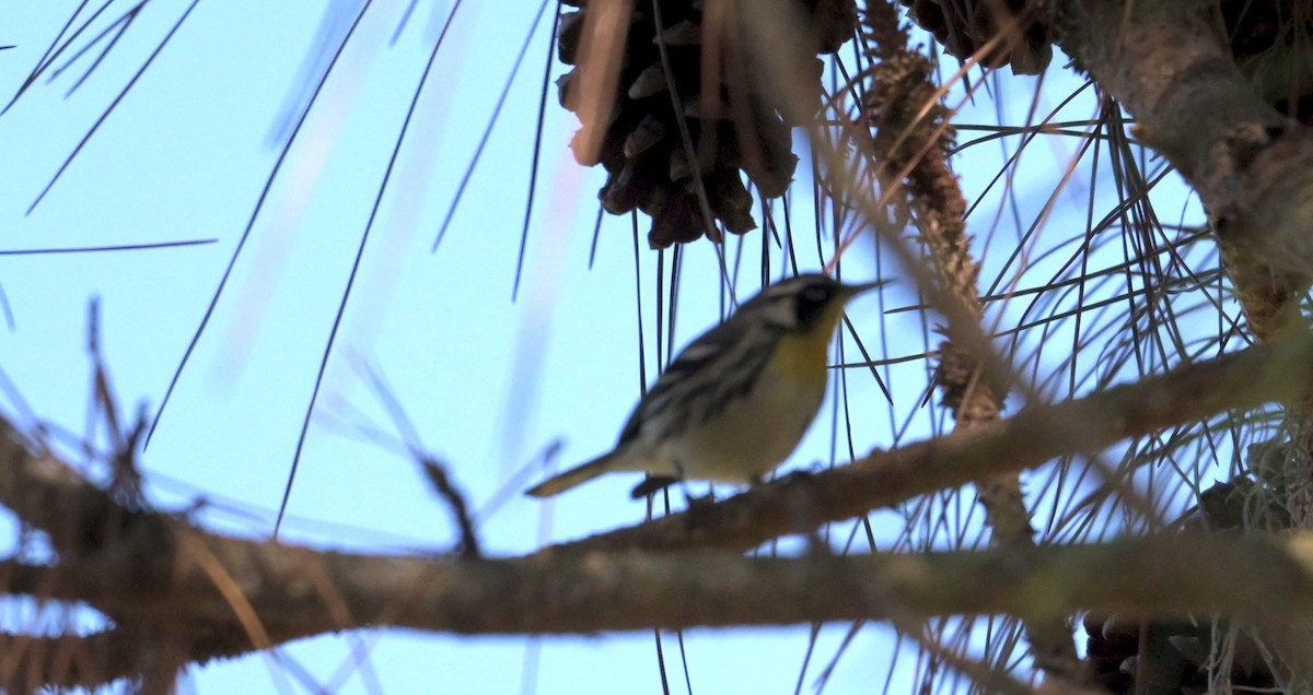 Yellow-throated Warbler - ML646378363