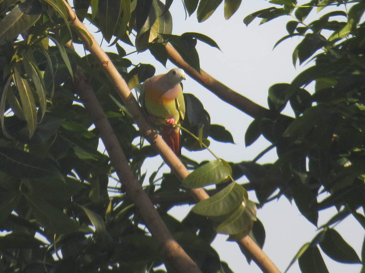 Pink-necked Green-Pigeon - ML646378364