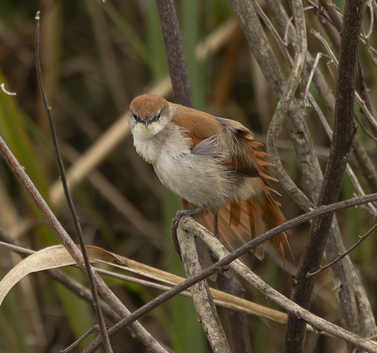 Yellow-chinned Spinetail - ML646378365