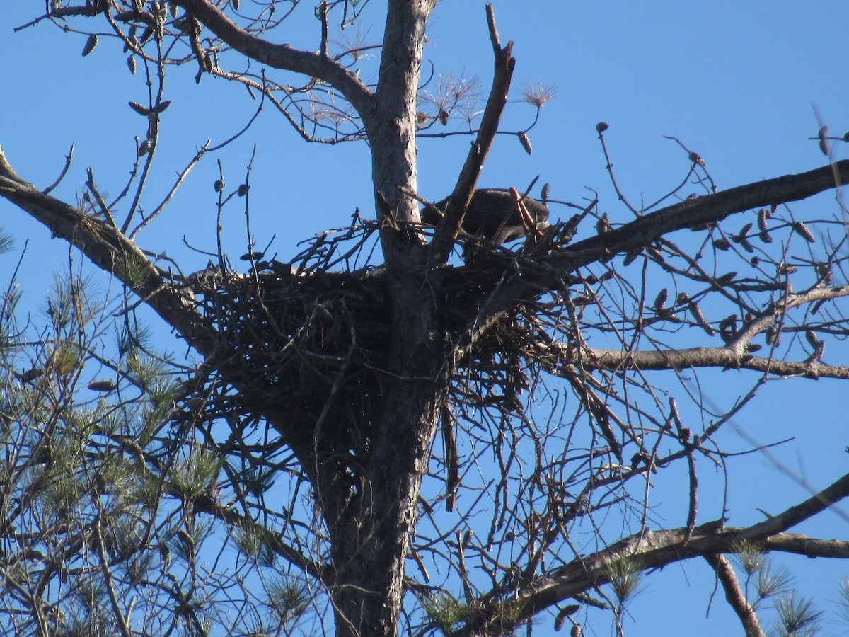 Bald Eagle - ML646378366