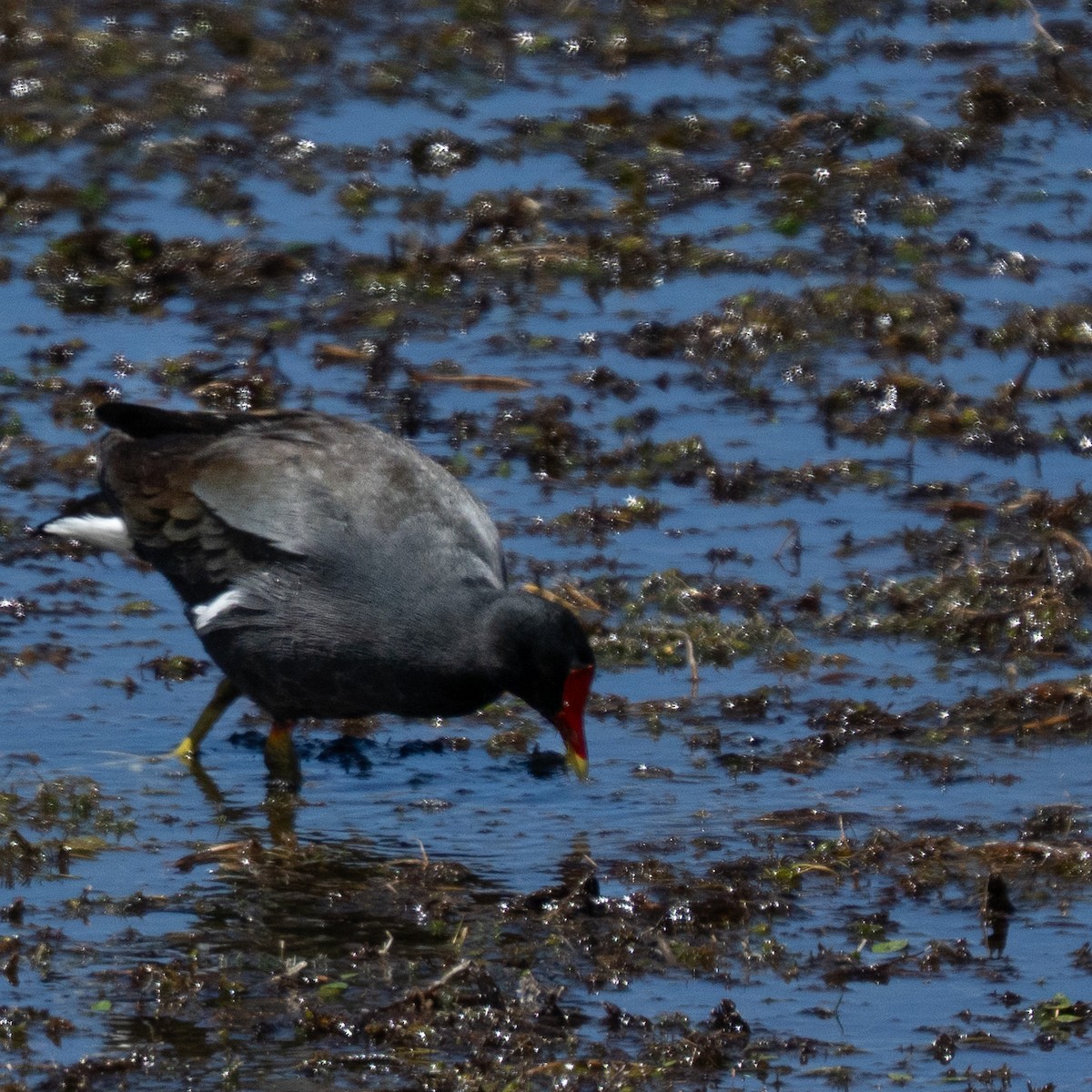 slípka americká - ML646378367